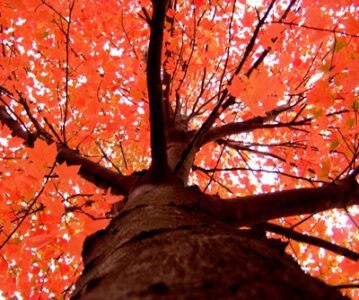 Photo of the Week: Fall Foliage Image